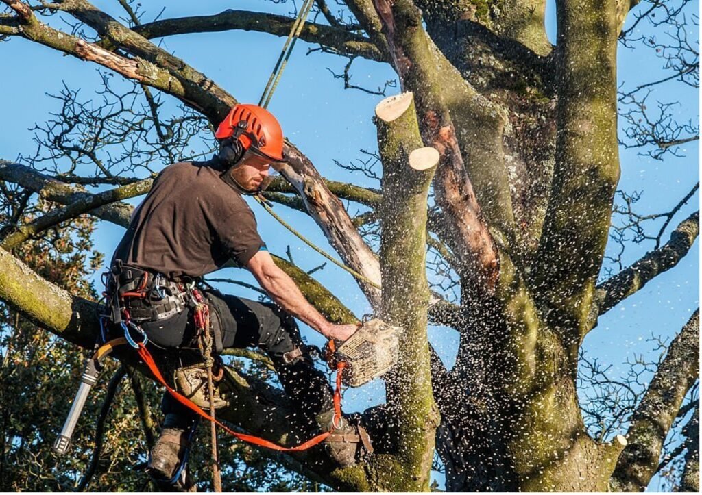 Baumpflege Baumschnitt Hohen Neuendorf