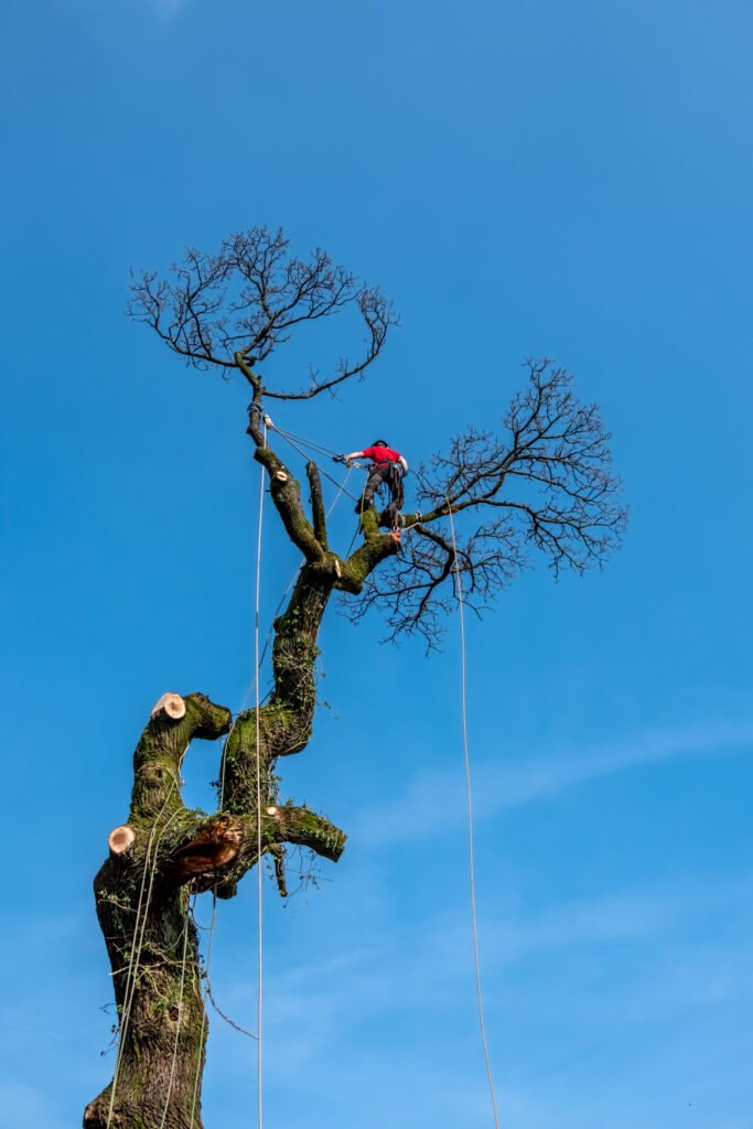 Baumpflege Hohen Neuendorf