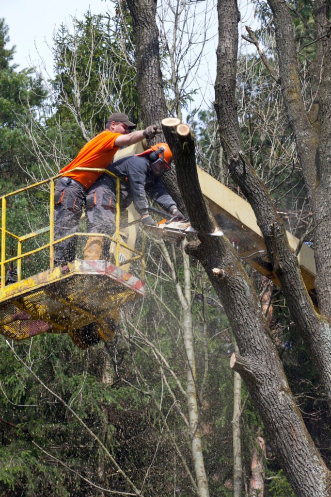 Baumpflege Baumkontrolle Hohen Neuendorf